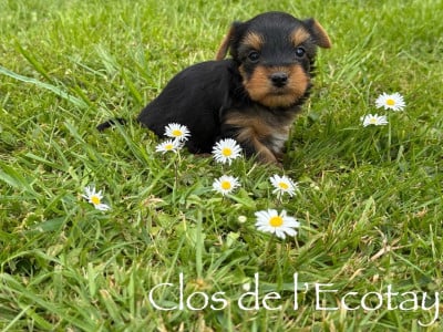 Les chiots de Yorkshire Terrier