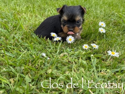 Les chiots de Yorkshire Terrier