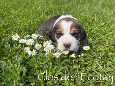 Les chiots de Beagle