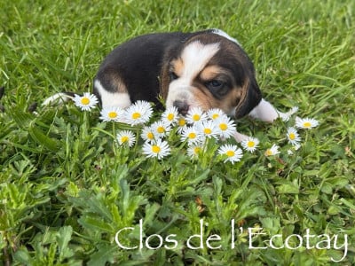 Les chiots de Beagle