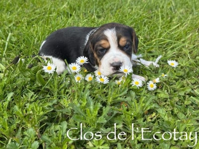 Les chiots de Beagle