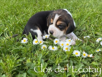 Les chiots de Beagle