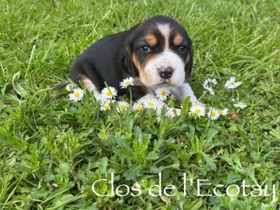 Les chiots de Beagle