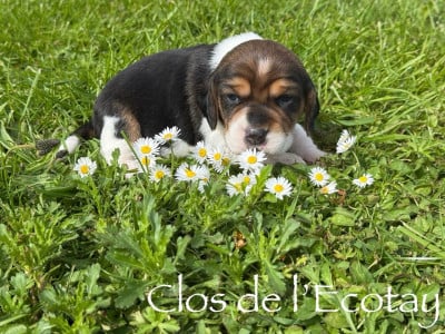 Les chiots de Beagle