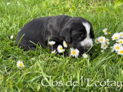 Les chiots de Cocker Spaniel Anglais