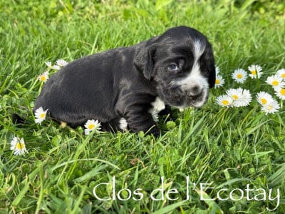 Les chiots de Cocker Spaniel Anglais