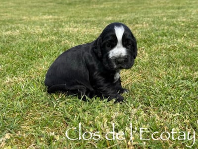Chiot N°1 - Cocker Spaniel Anglais