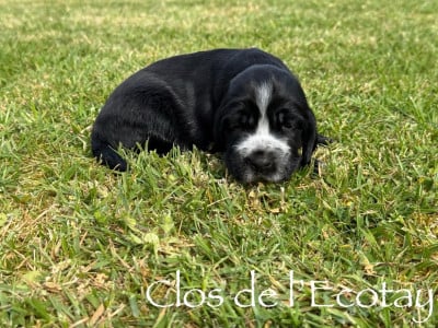 Chiot N°2 - Cocker Spaniel Anglais