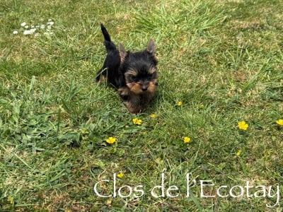 Les chiots de Yorkshire Terrier