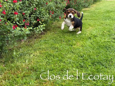 Les chiots de Beagle