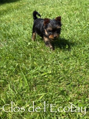 Les chiots de Yorkshire Terrier