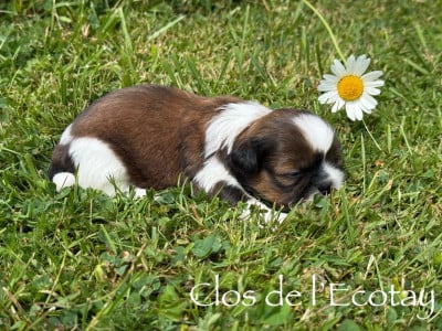 Chiot N°2 - Shih Tzu