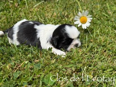 Chiot N°3 - Shih Tzu