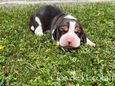 Les chiots de Beagle