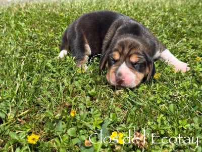 Les chiots de Beagle