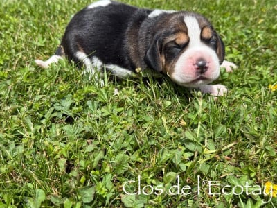 Les chiots de Beagle