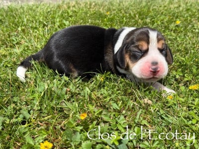Les chiots de Beagle
