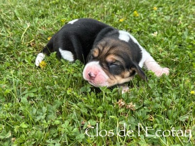 Les chiots de Beagle