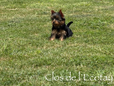 Les chiots de Yorkshire Terrier