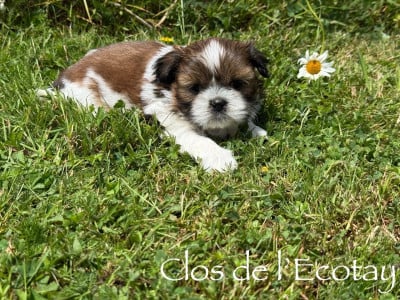 Les chiots de Shih Tzu