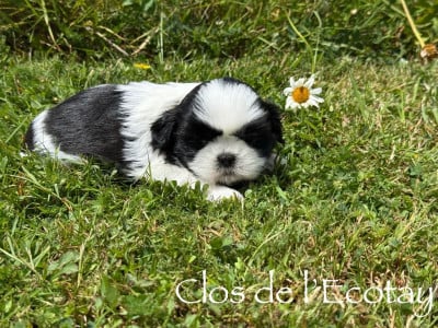Les chiots de Shih Tzu