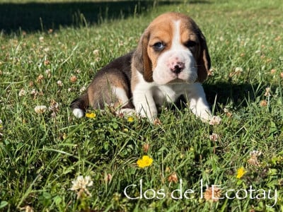 Les chiots de Beagle