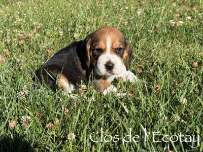 Les chiots de Beagle