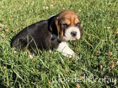Les chiots de Beagle