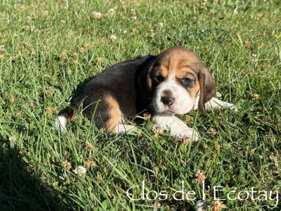 Les chiots de Beagle