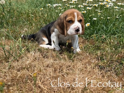 Les chiots de Beagle