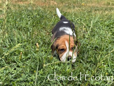 Les chiots de Beagle