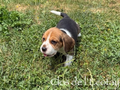 Les chiots de Beagle