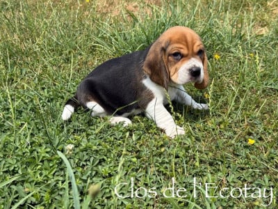 Les chiots de Beagle