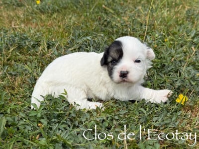 Les chiots de Coton de Tulear