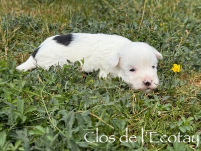 Les chiots de Coton de Tulear