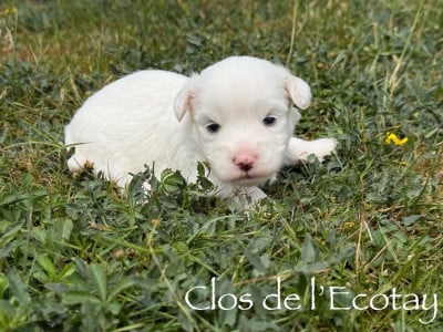 Les chiots de Coton de Tulear