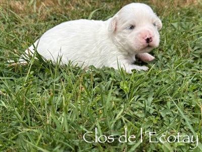 Les chiots de Coton de Tulear
