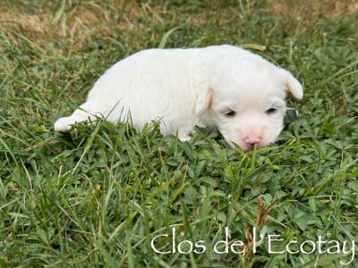 Les chiots de Coton de Tulear