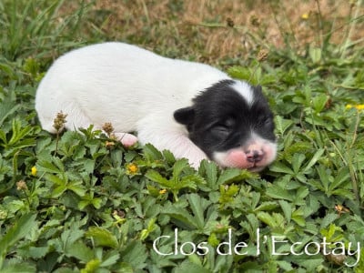 Les chiots de Coton de Tulear