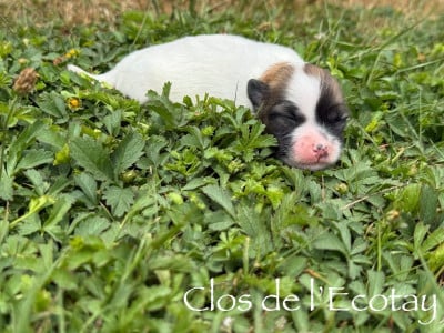 Les chiots de Coton de Tulear