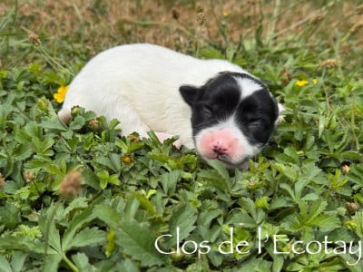 Les chiots de Coton de Tulear