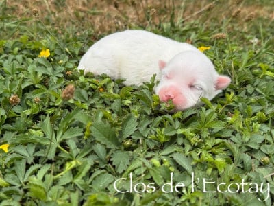 Les chiots de Coton de Tulear