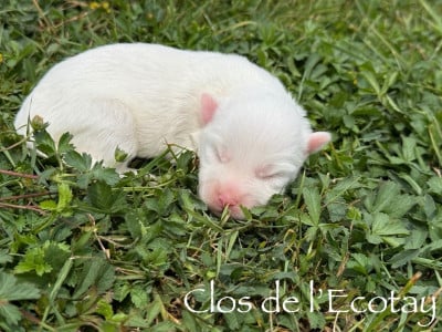 Les chiots de Coton de Tulear