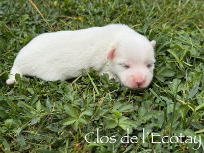 Les chiots de Coton de Tulear