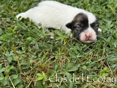 Les chiots de Coton de Tulear
