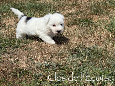 Les chiots de Coton de Tulear