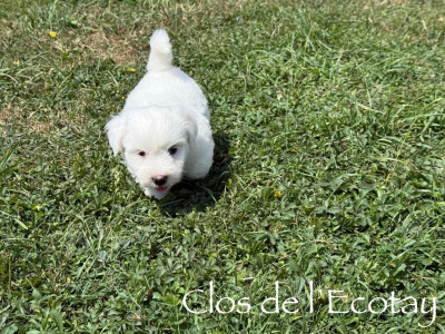 Les chiots de Coton de Tulear
