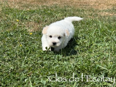 Les chiots de Coton de Tulear