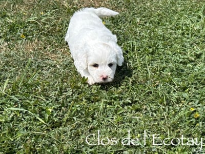 Les chiots de Coton de Tulear
