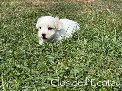 Les chiots de Coton de Tulear